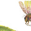 The Very Quiet Cricket Board Book by Carle, Eric
