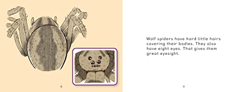 Uliaq's Amazing Animals: Wolf Spider: English Edition (Nunavummi Reading Series)
