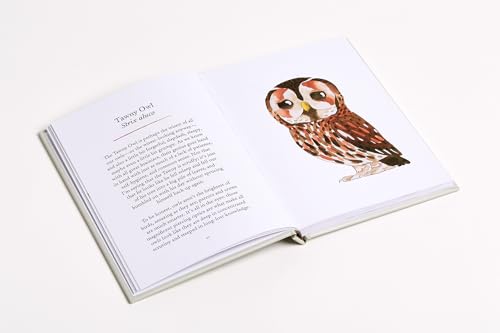 Owls: Our Most Charming Bird