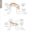 Golf Anatomy