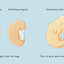 Where Willy Went...: The Big Story of a Little Sperm!