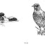 Slow Birding: The Art and Science of Enjoying the Birds in Your Own Backyard