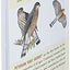 Peterson First Guide To Birds Of North America