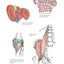Complete Anatomy Coloring Book: Newly Revised and Updated Edition (IMM Lifestyle Books) Over 150 Diagrams, Illustrates All of the Body's Systems, Details Points of Origin and Insertion