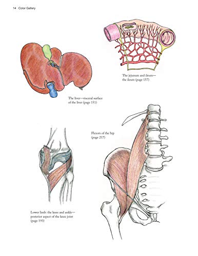 Complete Anatomy Coloring Book: Newly Revised and Updated Edition (IMM Lifestyle Books) Over 150 Diagrams, Illustrates All of the Body's Systems, Details Points of Origin and Insertion