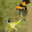 Paint by Sticker (Official): Birds: Create 12 Stunning Images One Sticker at a Time!