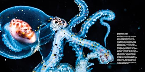 Strange Sea Creatures