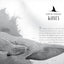 A Whale of the Wild: A Thrilling Animal Adventure About Survival and Family in the Salish Sea (A Voice of the Wilderness Novel)
