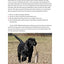 The American Kennel Club's Train Your Puppy Right (CompanionHouse Books) Welcoming Your New Pup, Socialization, House-Training, Puppy Lessons, Problem-Solving, Activities, and Sports