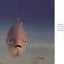 Comedy Wildlife Photography Awards Vol. 3