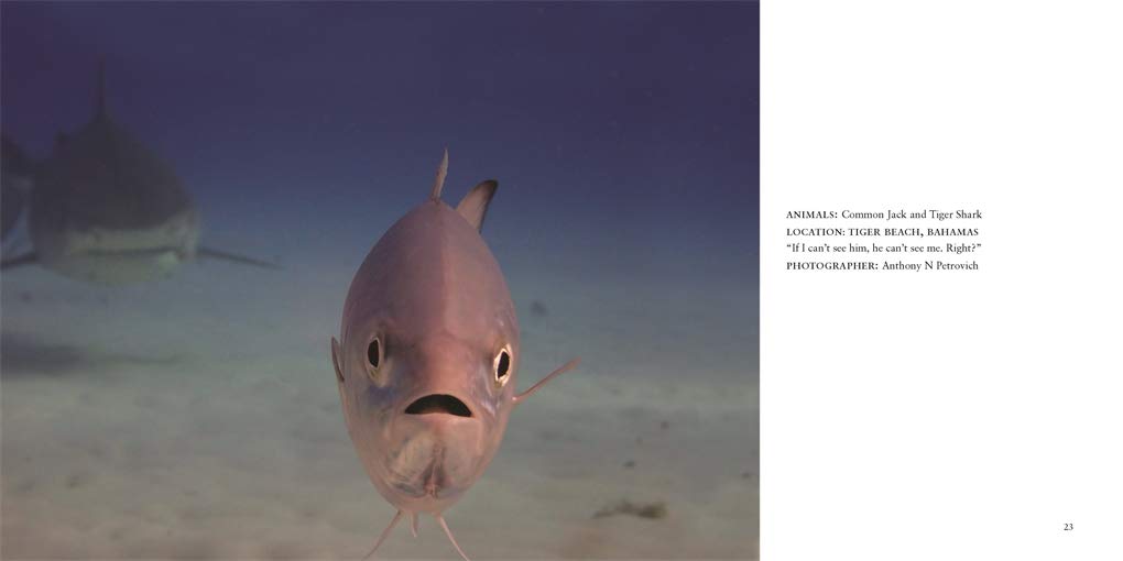 Comedy Wildlife Photography Awards Vol. 3