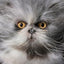 Feline: Photographs