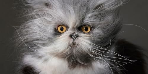 Feline: Photographs