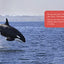 All about Orcas: English Edition (Nunavummi Reading Series)