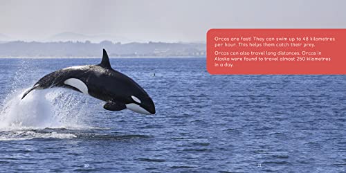 All about Orcas: English Edition (Nunavummi Reading Series)