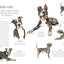 Do Unto Animals: A Friendly Guide to How Animals Live, and How We Can Make Their Lives Better