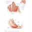 Bodybuilding Anatomy