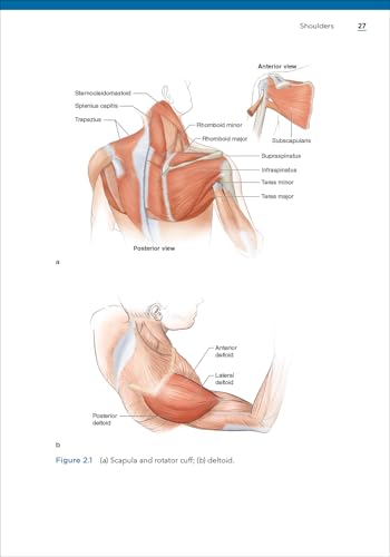 Bodybuilding Anatomy