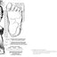 The Cryptid Creatures Coloring Book: From Bigfoot and Mothman to the Chupacabra, Color the World's Most Mysterious Monsters