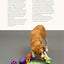 Fun & Games for a Smarter Dog: 50 Great Brain Games to Engage Your Dog (CompanionHouse Books) Teach New Behaviors Step-by-Step with Play-Based Training and Adaptations for Skill Level and Personality