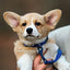 The American Kennel Club's Train Your Puppy Right (CompanionHouse Books) Welcoming Your New Pup, Socialization, House-Training, Puppy Lessons, Problem-Solving, Activities, and Sports