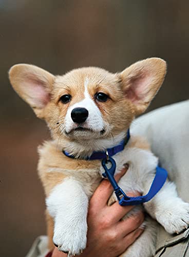 The American Kennel Club's Train Your Puppy Right (CompanionHouse Books) Welcoming Your New Pup, Socialization, House-Training, Puppy Lessons, Problem-Solving, Activities, and Sports
