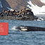 All about Orcas: English Edition (Nunavummi Reading Series)