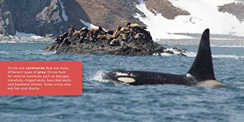 All about Orcas: English Edition (Nunavummi Reading Series)