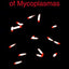 Molecular Biology and Pathogenicity of Mycoplasmas