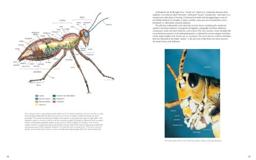 Insects: Their Natural History and Diversity: With a Photographic Guide to Insects of Eastern North America