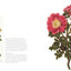 The Rose: An Illustrated History