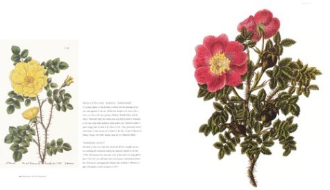 The Rose: An Illustrated History