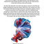 Betta Fish: The Simple Guide to Caring for Your Magical Betta