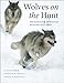 Wolves on the Hunt: The Behavior of Wolves Hunting Wild Prey