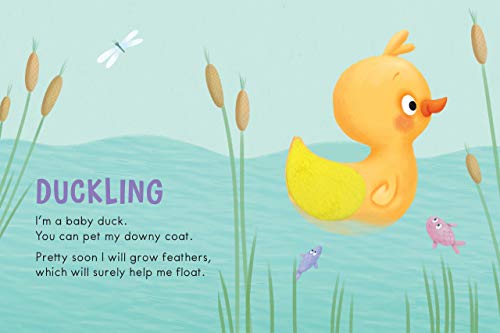 Farm Animals: A Touch and Feel Book - Childrens Board Book - Educational