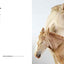 On the Farm: Heritage and Heralded Animal Breeds in Portraits and Stories