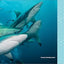 Sharks for Kids: A Junior Scientist's Guide to Great Whites, Hammerheads, and Other Sharks in the Sea