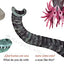 What Do You Do with a Tail Like This? Bilingual Edition: A Caldecott Honor Award Winner