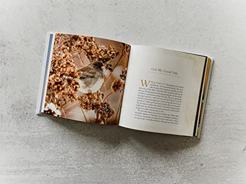 In the Shadow of His Wings: 40 Uplifting Devotions Inspired by Birds
