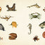 Cabinet of Curiosities: Over 1,000 Curated Stickers from the Fascinating Collections of the Smithsonian (Smithsonian Sticker Books)