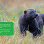 All about Wolverines: English Edition (Nunavummi Reading Series)