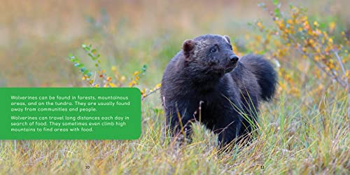 All about Wolverines: English Edition (Nunavummi Reading Series)