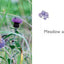 Angie Lewin: Plants and Places