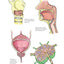 Complete Anatomy Coloring Book: Newly Revised and Updated Edition (IMM Lifestyle Books) Over 150 Diagrams, Illustrates All of the Body's Systems, Details Points of Origin and Insertion