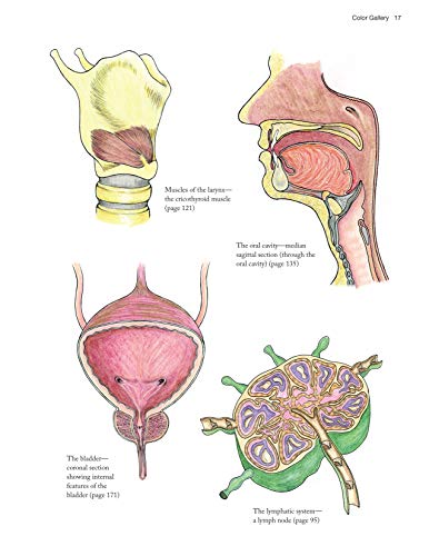 Complete Anatomy Coloring Book: Newly Revised and Updated Edition (IMM Lifestyle Books) Over 150 Diagrams, Illustrates All of the Body's Systems, Details Points of Origin and Insertion