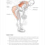 Bodybuilding Anatomy