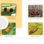 The Weird and Wonderful World of Bugs: A Book About Beetles, Butterflies, and Other Fascinating Insects
