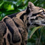 Feline: Photographs