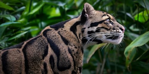 Feline: Photographs