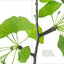 Trees Up Close: The Beauty of Their Bark, Leaves, Flowers, and Seeds (Seeing Series)